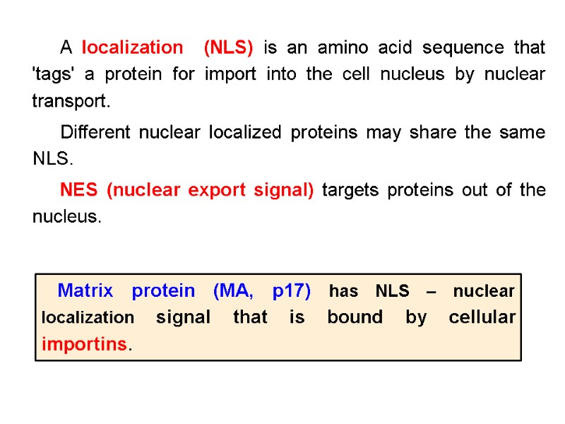 A localization  (NLS) is an amino acid sequence that 'tags' a protein for